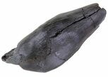 Fossil Whale Tooth - South Carolina #63565-2